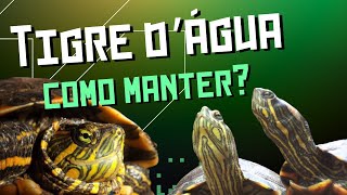 Tigre d' água - Como manter? (EP.27)