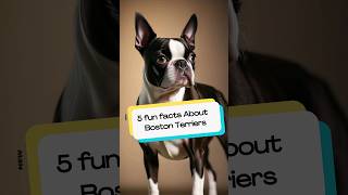 5 Fun Facts About Boston Terriers!