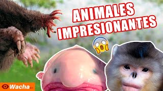 Los 5 animales extraños que no conocías.   #WachaLoQueSigue #WachaMX