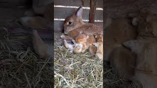 Little rabbit snuggles next to mother and sleeps. Cute pet rabbit. Little cute pet in the countrysi