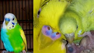 Budgies Parrot's Male Female | Bajri Tota Nar Mada | Australian Parrots Male Female Different