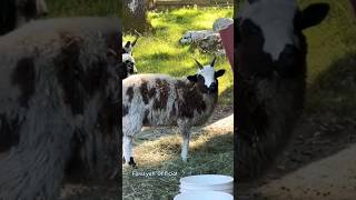 Kambing Lucu II Suara Kambing Betina Lucu II Embek Suara Kambing #shorts #viral #kambinglucu