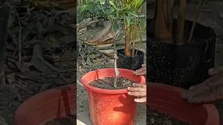 आम की कौन कौनसी Variety गमले में लगा सकते हैं | How To Grow Mango Plant In Pot