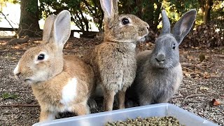 These rabbits are very alert.