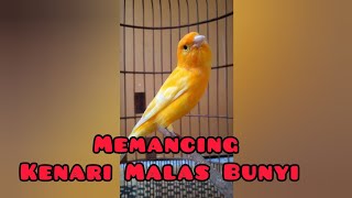 Suara Burung Kenari Ampuh Untuk Memancing Kenari Malas Bunyi