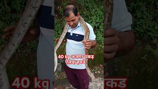 40 kg अजगर पकड़ लिया हमने#Shorts #realfools #realvlog @realfoolsshorts63 @TheNeerajR #trending#viral