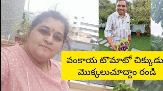 organic vegetables చూద్దాం రండి మా terrace garden లో #organicfarming #vegetables #organic