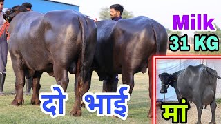 दो भाई HSB की शान Great Murrah Bull of HSB the son of All time Champion Buffalo Ganga #ganga