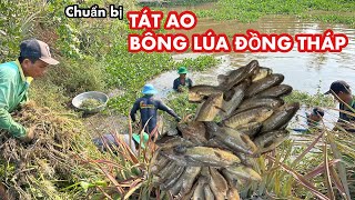 Dọn Rau Nhúc, Lục Bình Chuẩn Bị Tát Ao Bông Lúa Đồng Tháp Bắt Được Toàn Cá Rô Mề • Fish