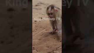 Monkey funny videos #1460 #babymonkey #shortvideo #short #viral #monkey #reels2023