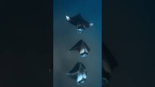 Manta rays paint the ocean with graceful ballet🐋🦈🤿🌊#shorts #shortvideo #viralvideo #trending