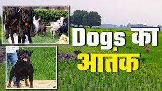 Dogs का आतंक, @vloggerak190