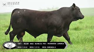 Lote 1 || A118 - Touro Brangus