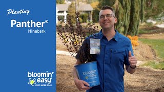 How to Plant Panther® Ninebark