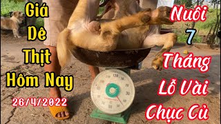 Giá Dê Thịt Hôm Nay 26/4/2023 / Nuôi Dê Vỗ Béo 7 Tháng Lổ Vài Chục Củ Quá Nãn