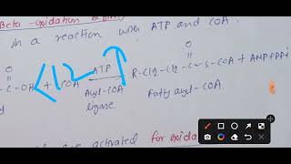 Transport of Fatty acids into the mitochondria for beta oxidation of fatty acids