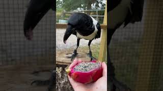 Our Crow Tries Dragonfruit