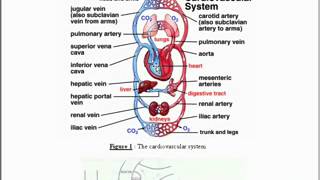 1  intro & divisions of circulatory system