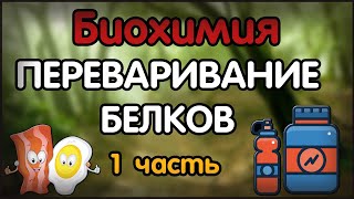 Биохимия. Лекция 43. Переваривание белков. 1 часть