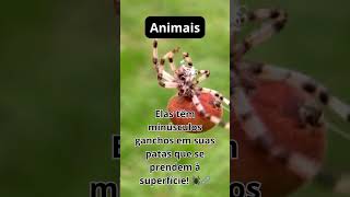 Como as Aranhas Conseguem? #shorts #animais