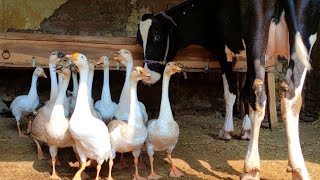 Geese and cow friendly relationship 🌞🦆🐮 pets morning routine