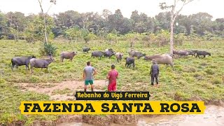 Fazenda Santa Rosa - Rio Tajapuru!🐄🐂