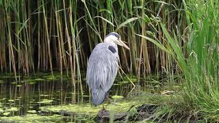 Itchy Scratchy Heron!