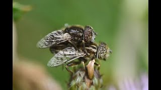 Weidevlekoog Eristalinus sepulchralis, copula