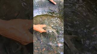 Fishermen Catching Fish #fishing #fish #youtubeshorts #catchingfish #shortvideo