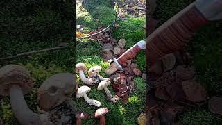 Pilze Sammeln  #survival #prepper #bushcraft #prepperskills #pilze #shorts