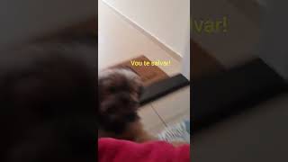 Cachorro querendo salvar seu amigo