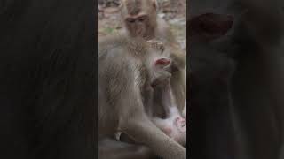 Monkey funny videos #1396 #babymonkey #shortvideo #short #viral #monkey #reels2023