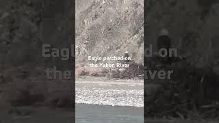 Eagle on the Yukon River Canada