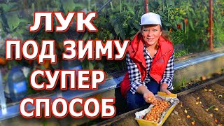 Супер способ посадки лука под зиму 🌿🌿🌿 Самая полная информация о посадке лука севка осенью.