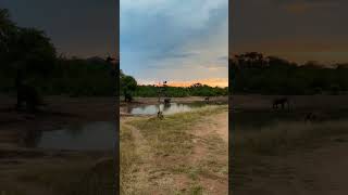 MALE LION , ELEPHANTS AND SUNSET !!! #africa #wildlife #beauty #kruger #lion #viral