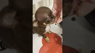 PUPPY DEVOURS CHICKEN! CUTEST THING YOU'LL SEE TODAY #sweetiepiepets #chihuahua  #chihuahuapuppy