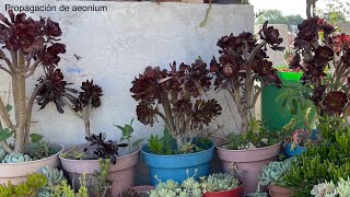 Aeonium enfermo ( una oportunidad para propagar)