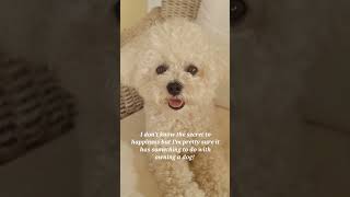 #shorts #youtube #youtubeshorts #shortsvideo #youtubevideo #short #shortvideo #dog #funny #cutedog