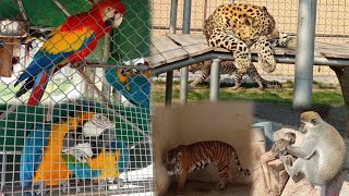 Lion Tiger Aur Nayab Birds Ka Setup | Pakistani Zoo | Multan Chidiya Ghar | DHA 360 Zoo| Hamad Islam