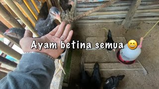 Satu Kandang Isinya Ayam Betina Semua Ini 😂