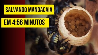 Abelha mandacaia com problema como resolver