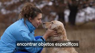 Animales inteligentes / LA SORPRENDENTE CAPACIDAD MENTAL DE LOS ANIMALES