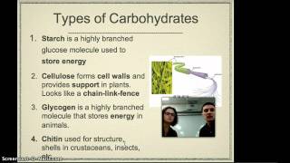 Carbohydrate Lecture