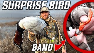 Public Land Duck Hunting! (Bonus Birds)