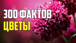 300 ИНТЕРЕСНЫХ ФАКТОВ О ЦВЕТАХ