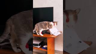 застряла смешно#популярное#cat #funny