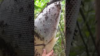 #honeyhunting #honey honey harvesting to bee tawan by survival red