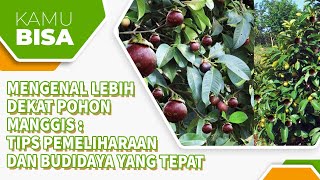 TIPS TERBAIK PEMELIHARAAN & BUDIDAYA POHON MANGGIS!