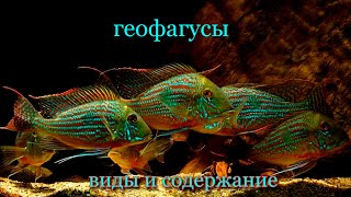 геофагусы виды и содержание