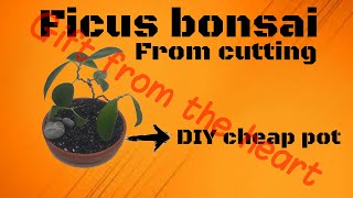 Bonsai as a gift | ficus bonsai | diy cheap bonsai pot